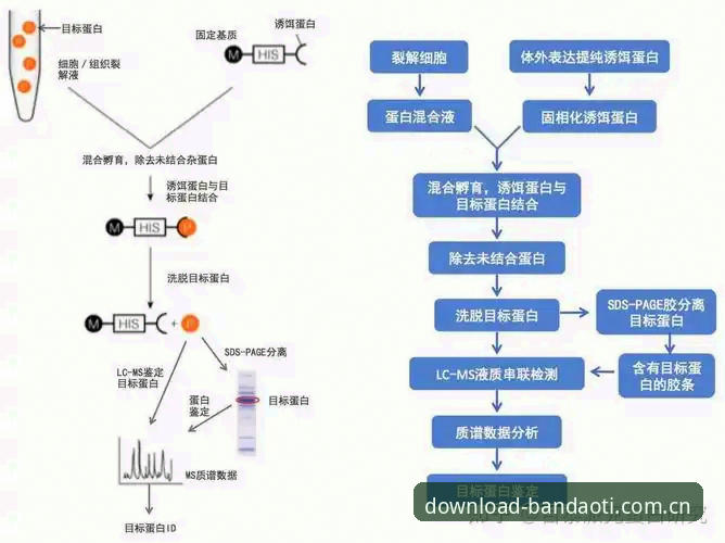 深入解析半岛体育下载的5个关键维度：从安全验证到全平台适配的完整指南